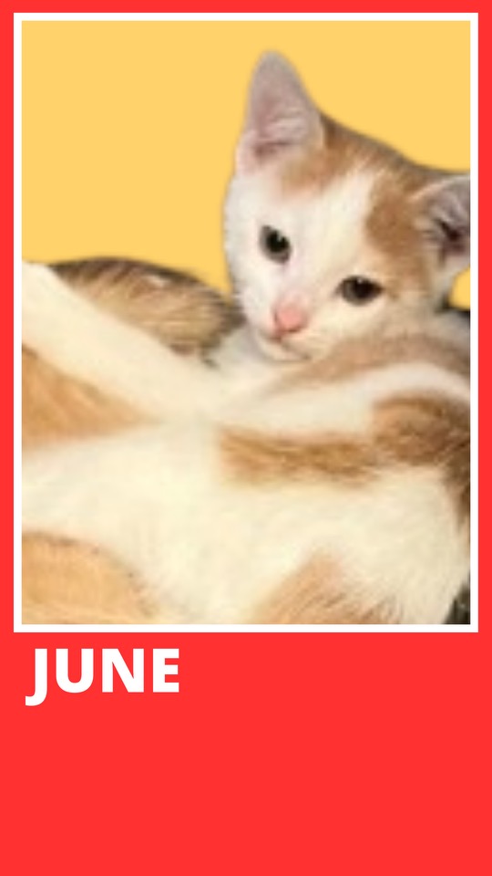 Enlarge JuneBug, a Adoptable Domestic Short Hair in Georgetown , SC image 1/6