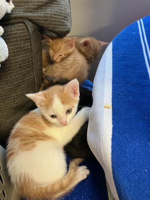 Enlarge JuneBug, a Adoptable Domestic Short Hair in Georgetown , SC image 4/6