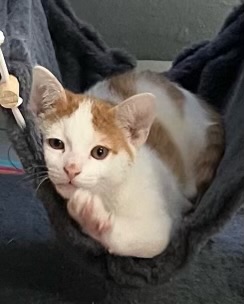 Enlarge JuneBug, a Adoptable Domestic Short Hair in Georgetown , SC image 2/6