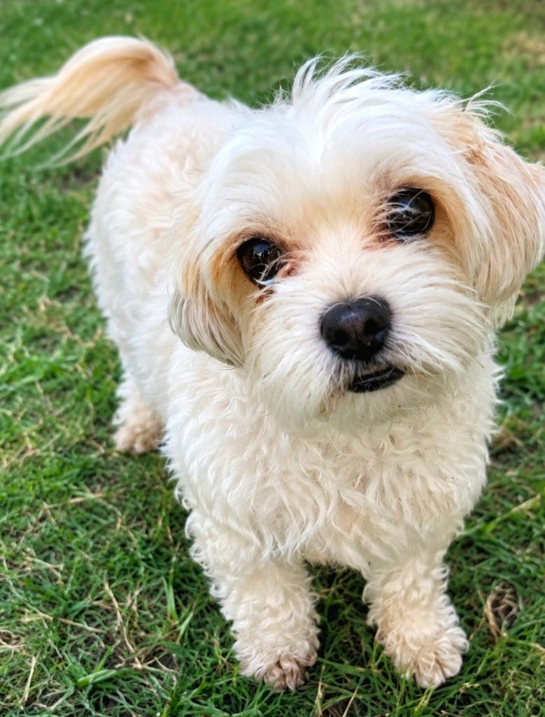 Estrellita, Adoptable, Young Female Mixed Breed.