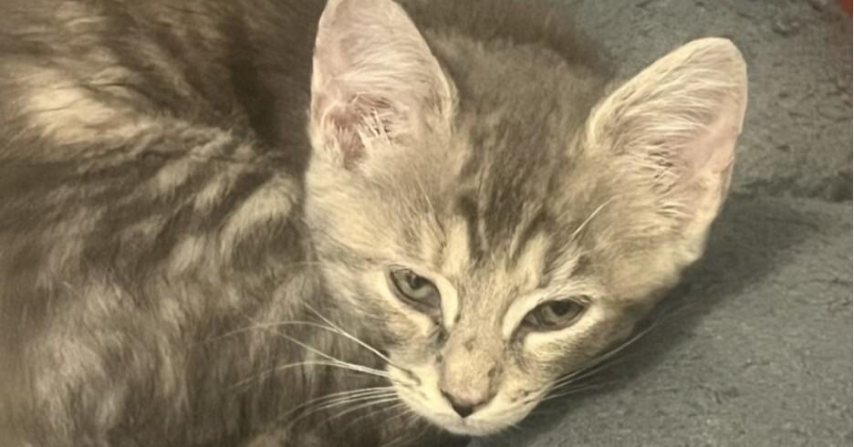Costco Domestic Short Hair Cat