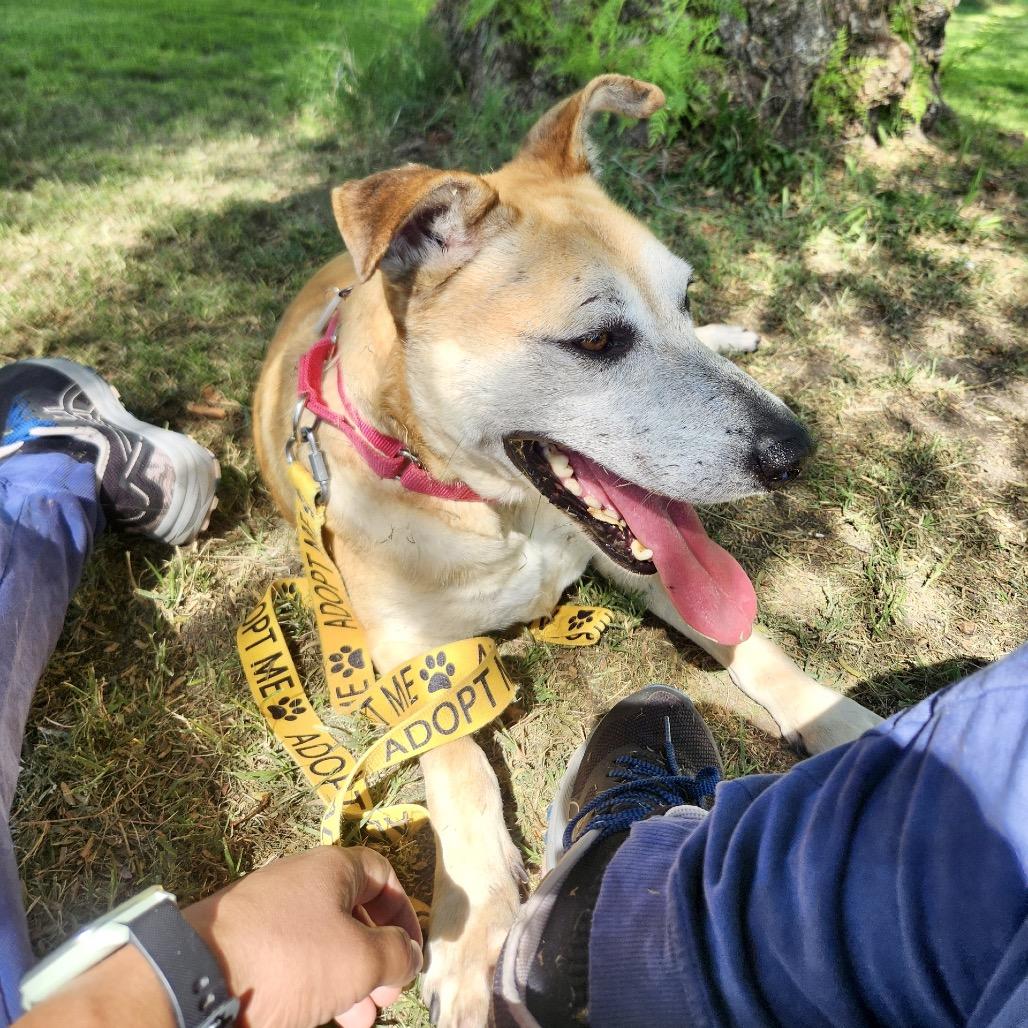 Dixie*, Adoptable, Senior Female Shepherd & Pit Bull Terrier.