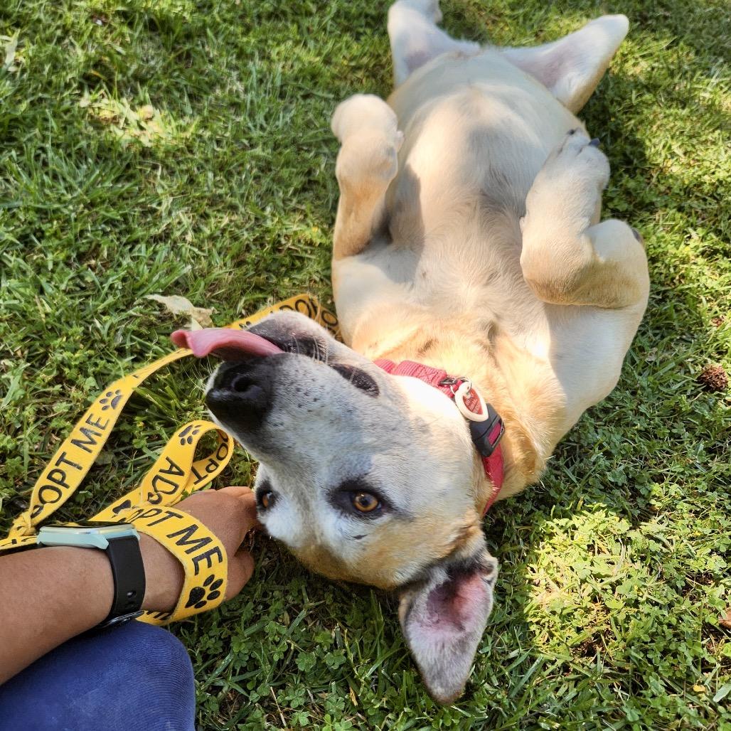 Dixie*, a Adoptable mixed breed in San Gabriel, CA image 2/6
