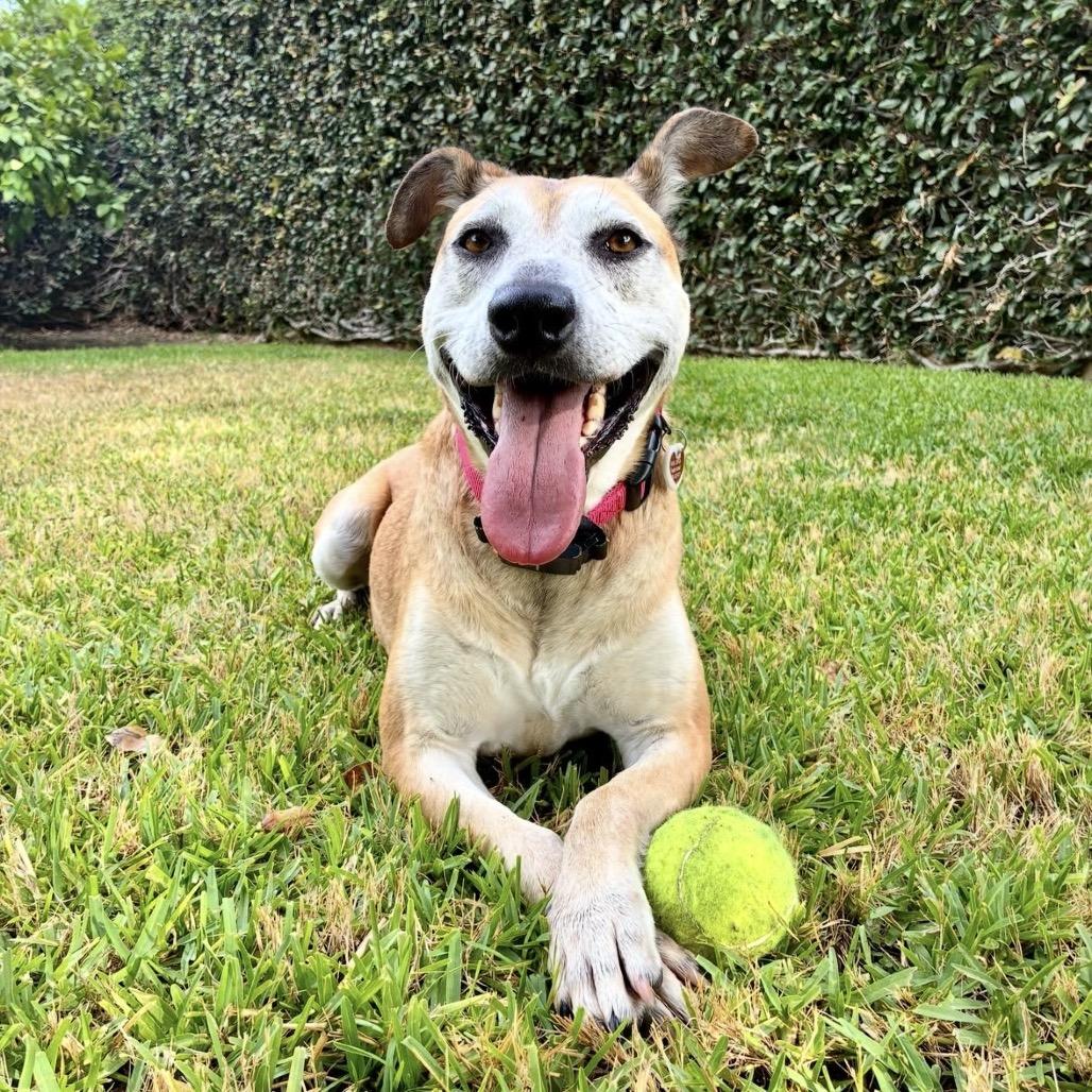Dixie*, a Adoptable mixed breed in San Gabriel, CA image 3/6