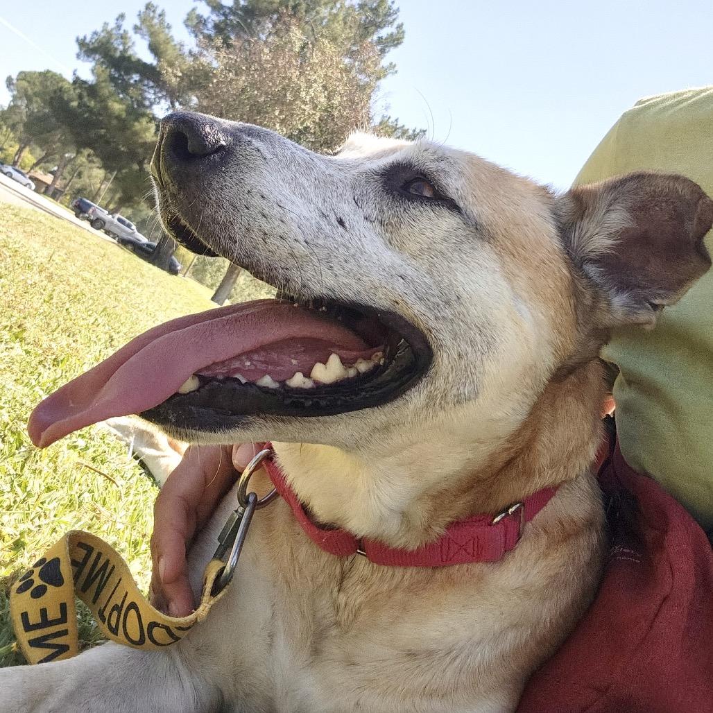 Dixie*, a Adoptable mixed breed in San Gabriel, CA image 4/6