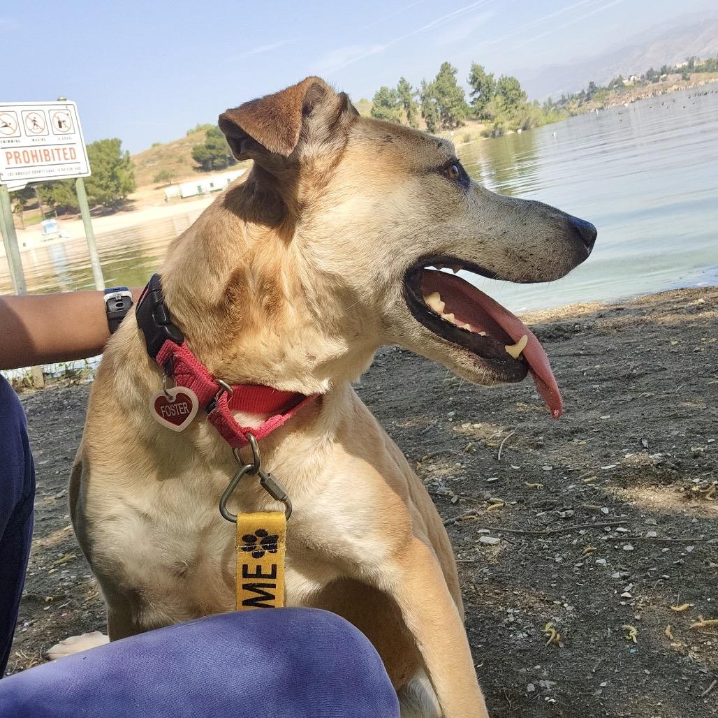 Dixie*, a Adoptable mixed breed in San Gabriel, CA image 5/6