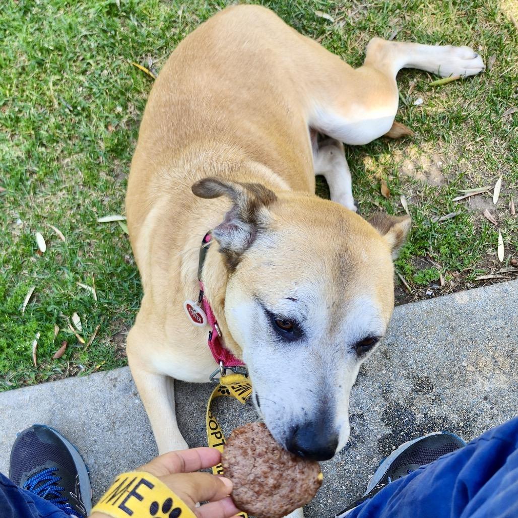 Dixie*, a Adoptable mixed breed in San Gabriel, CA image 6/6