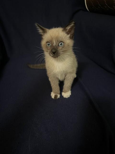 Axel *Bonded Pair with Amos*