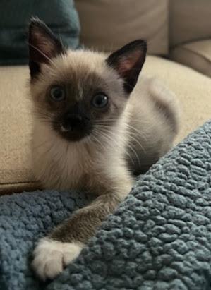 Axel *Bonded Pair with Amos*