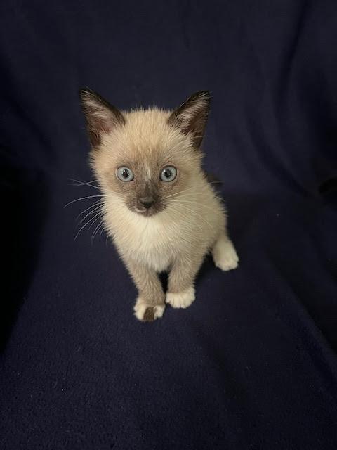 Axel *Bonded Pair with Amos*