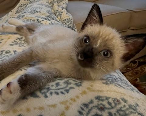 Axel *Bonded Pair with Amos*