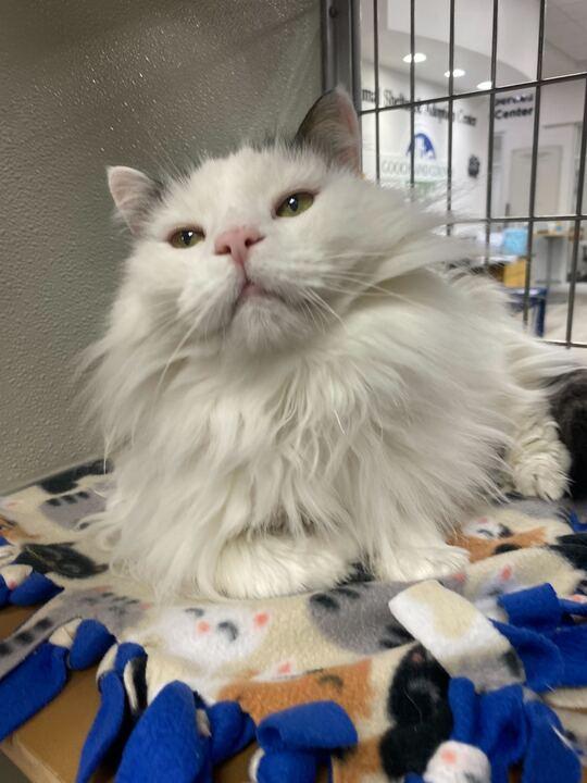 Enlarge Baroness Birdie, a ADOPTABLE Domestic Long Hair in Maidens, VA image 1/3