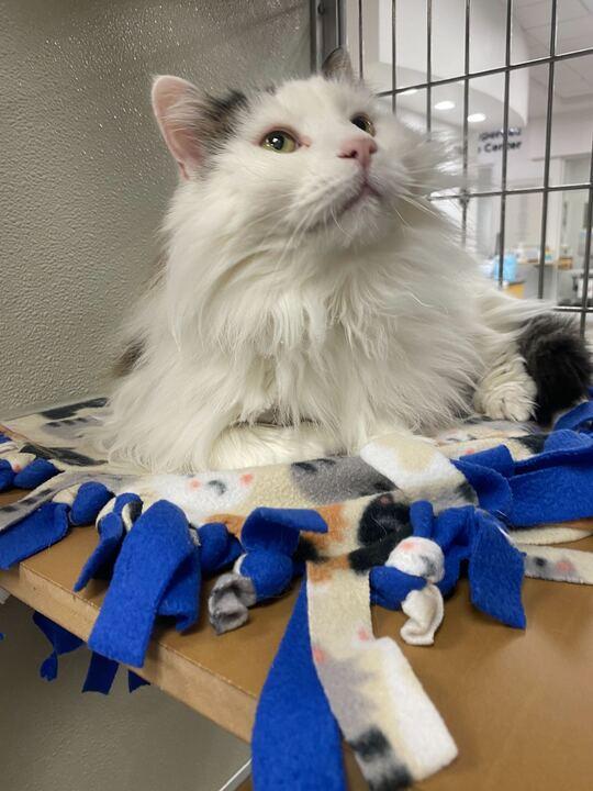 Enlarge Baroness Birdie, a ADOPTABLE Domestic Long Hair in Maidens, VA image 2/3