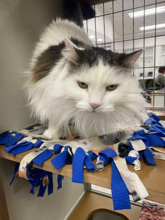 Enlarge Baroness Birdie, a ADOPTABLE Domestic Long Hair in Maidens, VA image 3/3