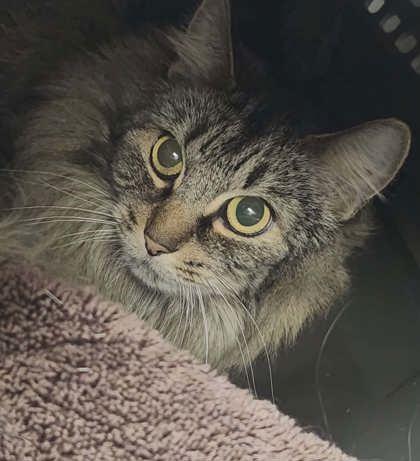 Piper, Adoptable, Adult Female Domestic Long Hair & Domestic Short Hair.