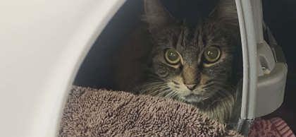 Enlarge Piper, a Adoptable mixed breed in Munster, IN image 2/3