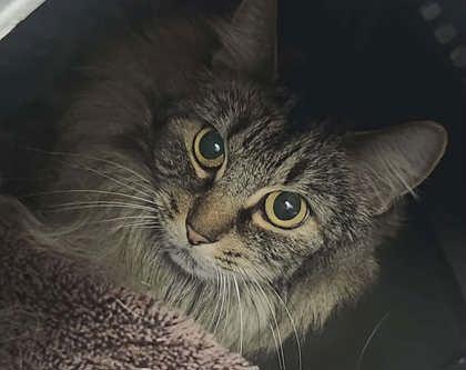 Enlarge Piper, a Adoptable mixed breed in Munster, IN image 3/3