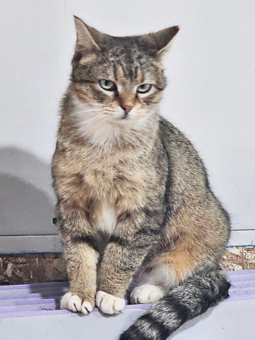 Enlarge Princess, a Adopted Domestic Medium Hair in Belle Vernon, PA image 1/1