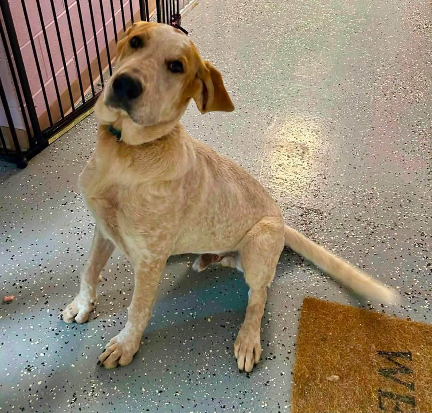 Sam Wise, Adoptable, Young Male English Coonhound & Great Pyrenees.