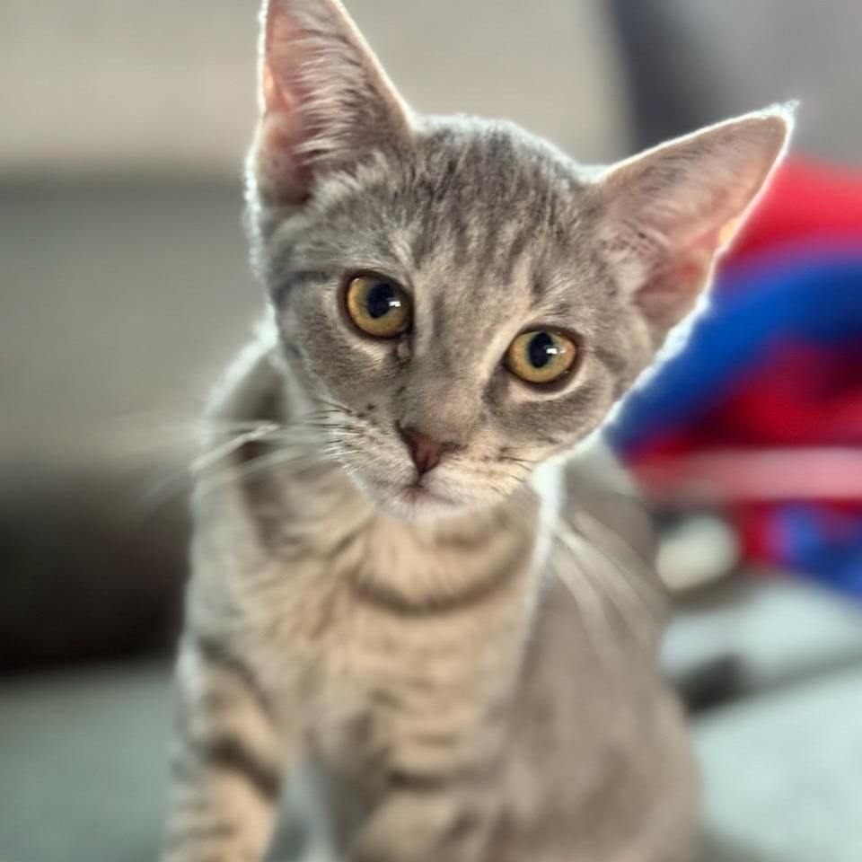 Astrid, ADOPTABLE, Kitten Female Domestic Short Hair.