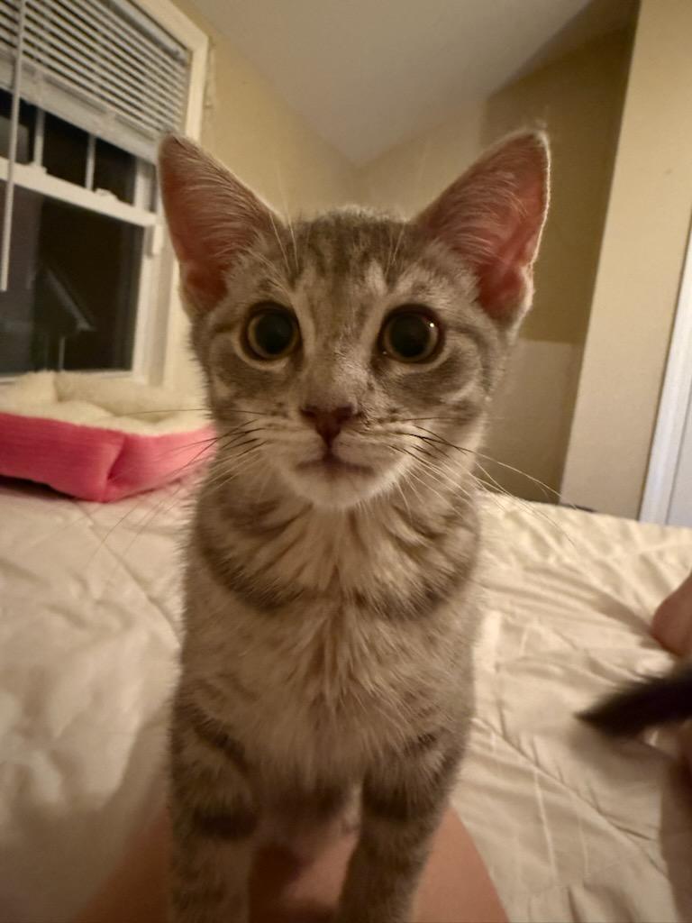 Astrid, a ADOPTABLE Domestic Short Hair in Honeoye, NY image 3/4