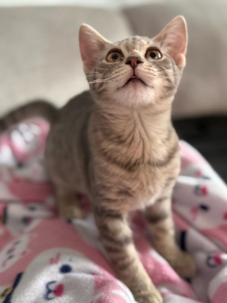 Astrid, a ADOPTABLE Domestic Short Hair in Honeoye, NY image 4/4