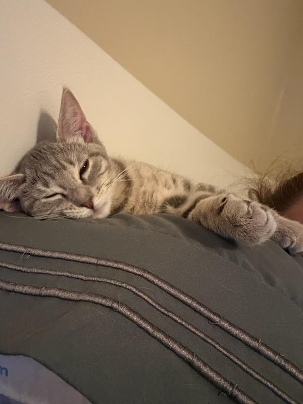 Astrid, a ADOPTABLE Domestic Short Hair in Honeoye, NY image 2/4