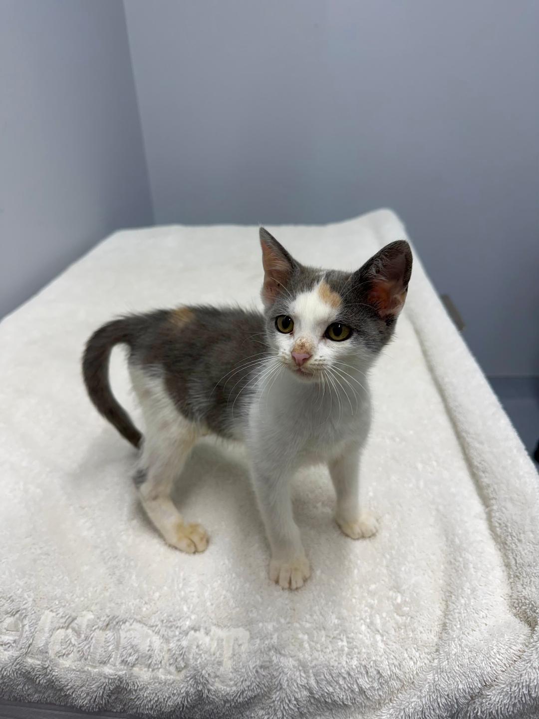 Enlarge Stella SPECIAL NEEDS, a ADOPTABLE Domestic Short Hair in Mount Vernon, OH image 1/1