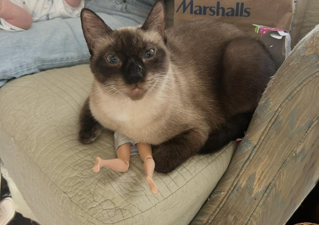 Enlarge Willow, a Adoptable Siamese in Pitman, NJ image 1/3