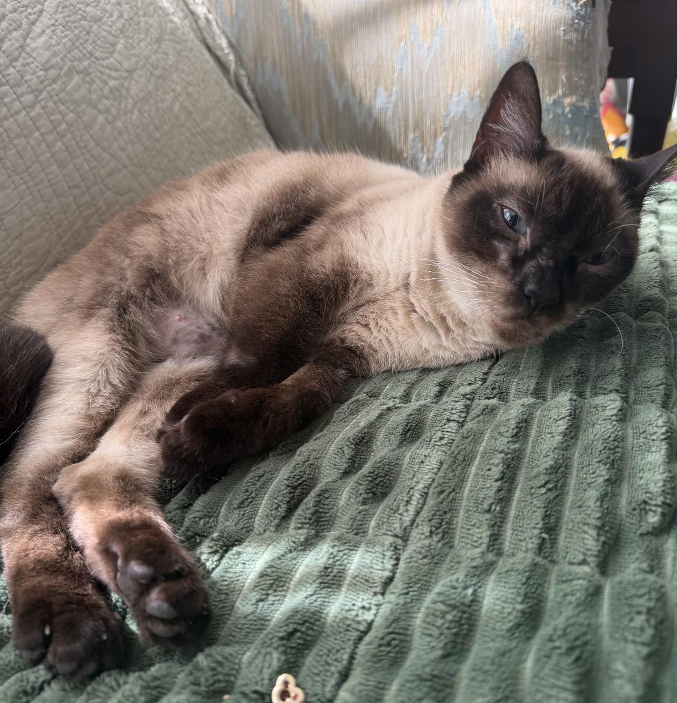 Enlarge Willow, a Adoptable Siamese in Pitman, NJ image 2/3