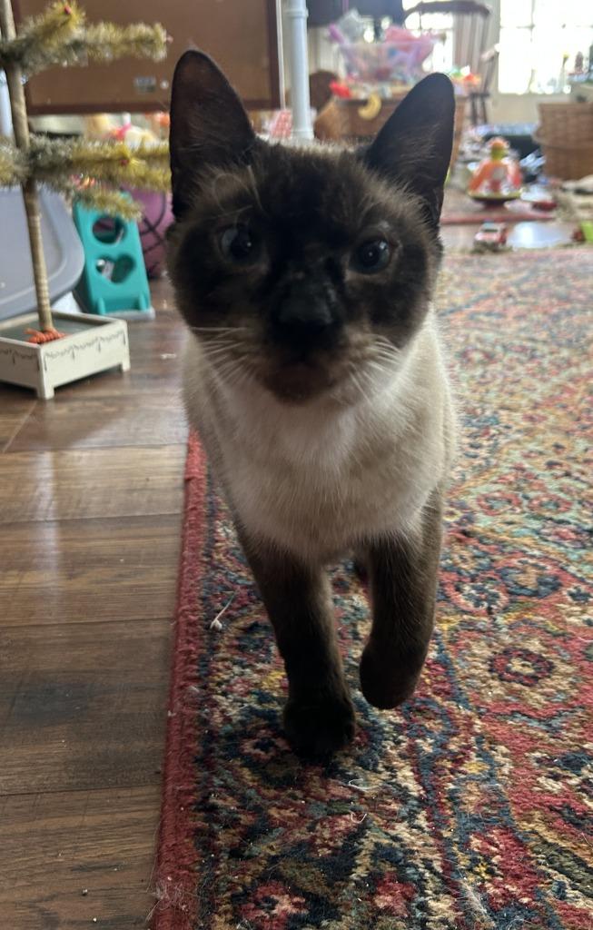 Enlarge Willow, a Adoptable Siamese in Pitman, NJ image 3/3