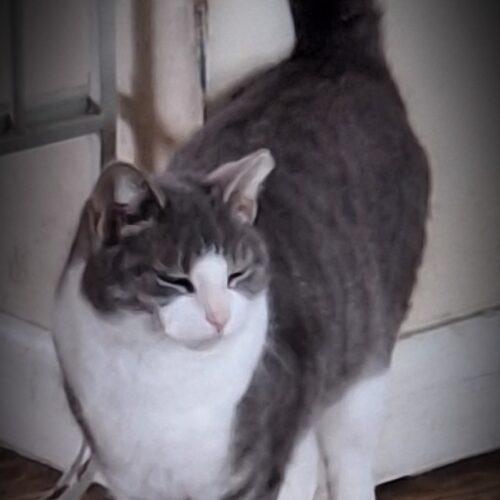 Enlarge Baby Girl, a Adoptable Domestic Short Hair in Seven Valleys, PA image 1/2