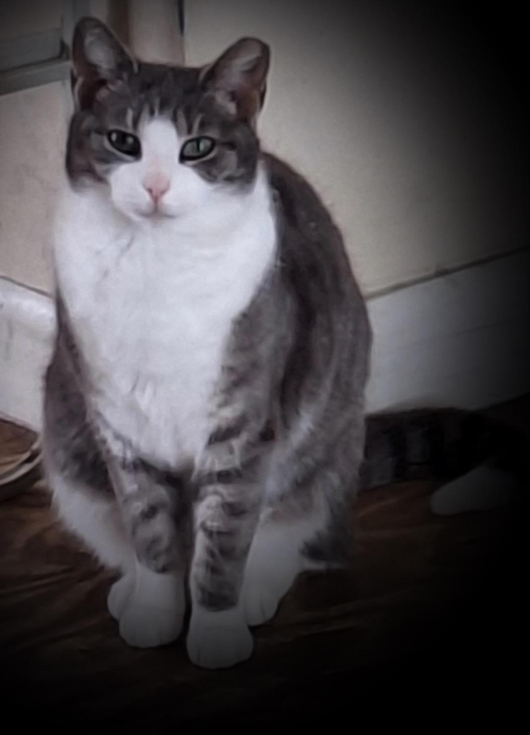 Enlarge Baby Girl, a Adoptable Domestic Short Hair in Seven Valleys, PA image 2/2