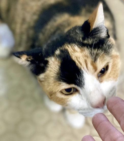 Missy (Bonded with Pebbles), a Adoptable Domestic Short Hair in Phoenix, AZ image 6/6