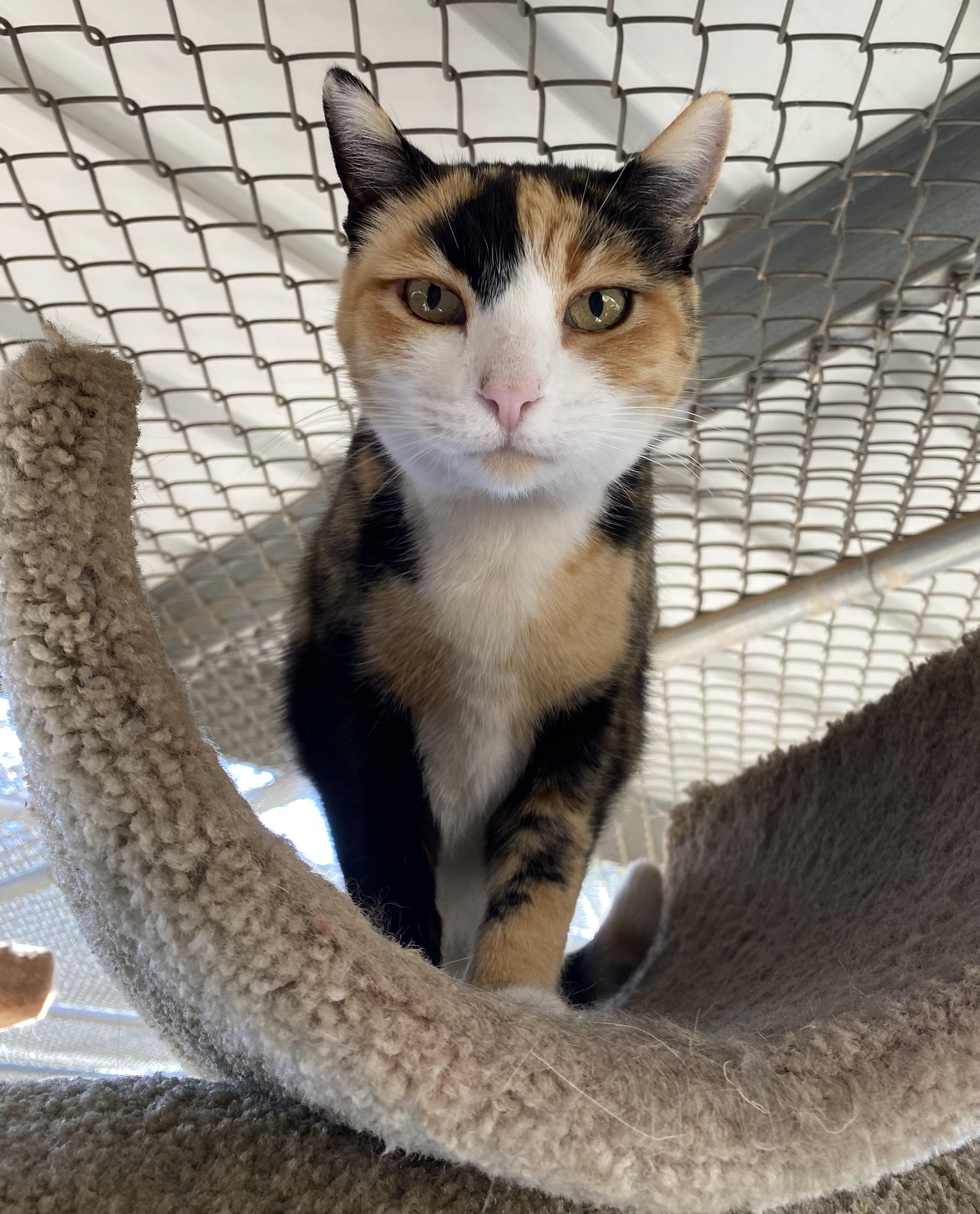 Missy (Bonded with Pebbles), Adoptable, Adult Female Domestic Short Hair.
