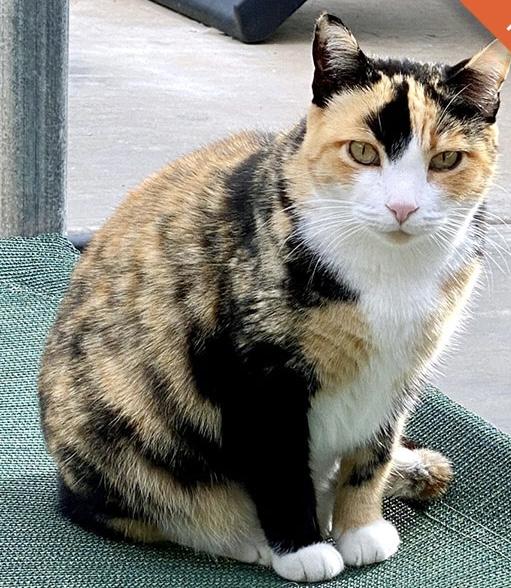 Missy (Bonded with Pebbles), a Adoptable Domestic Short Hair in Phoenix, AZ image 2/6