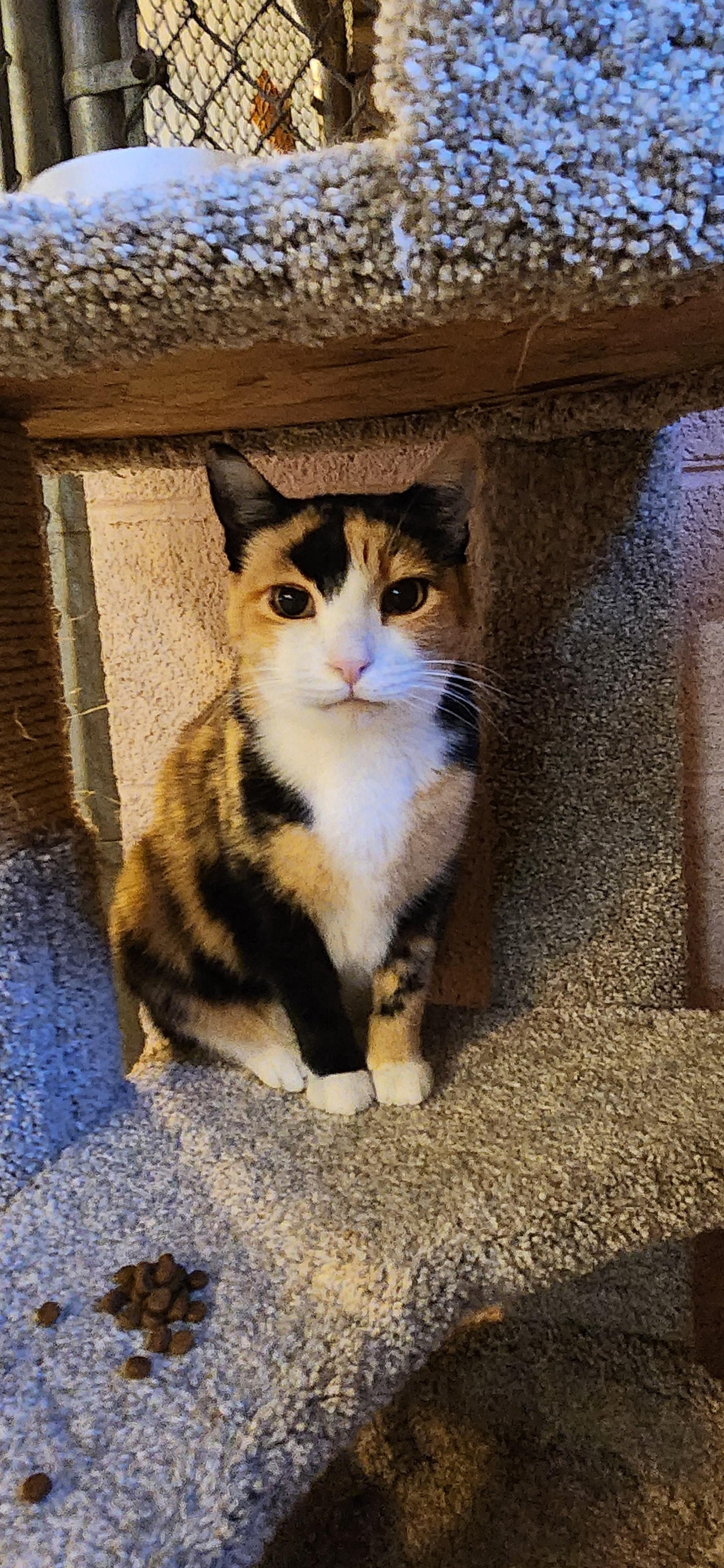 Missy (Bonded with Pebbles), a Adoptable Domestic Short Hair in Phoenix, AZ image 3/6
