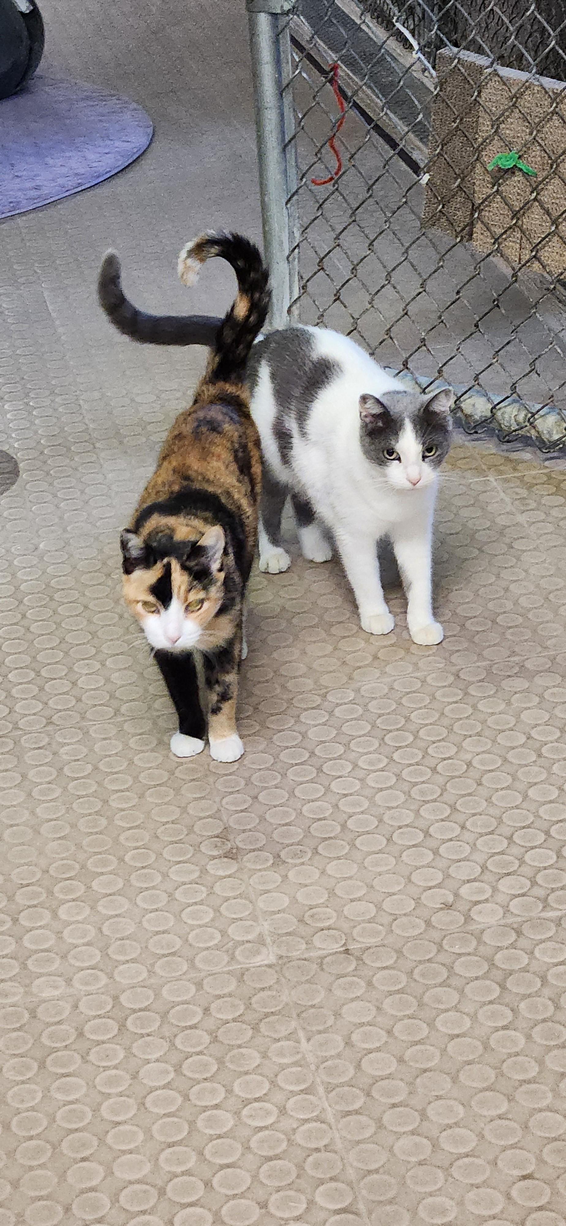 Missy (Bonded with Pebbles), a Adoptable Domestic Short Hair in Phoenix, AZ image 4/6