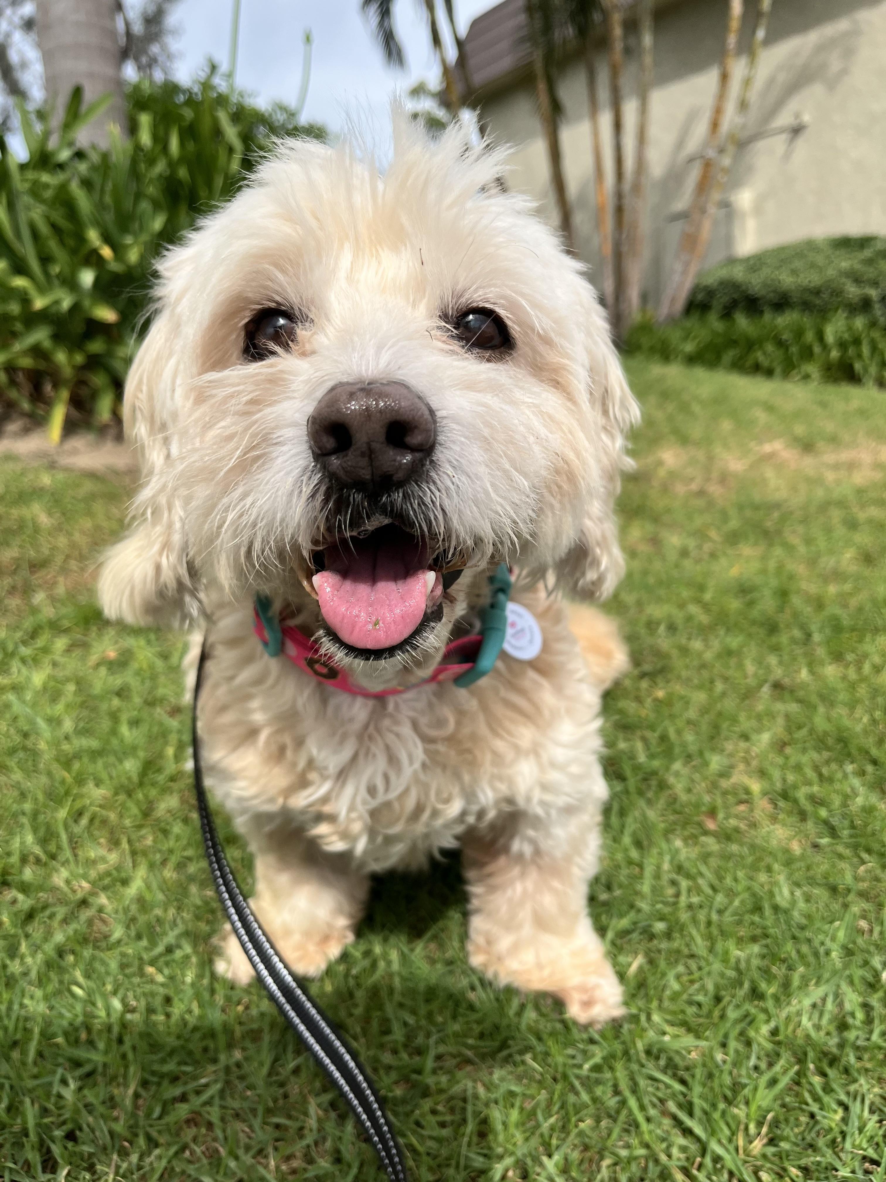 Enlarge Ruby, a ADOPTABLE mixed breed in Corona Del Mar, CA image 1/4