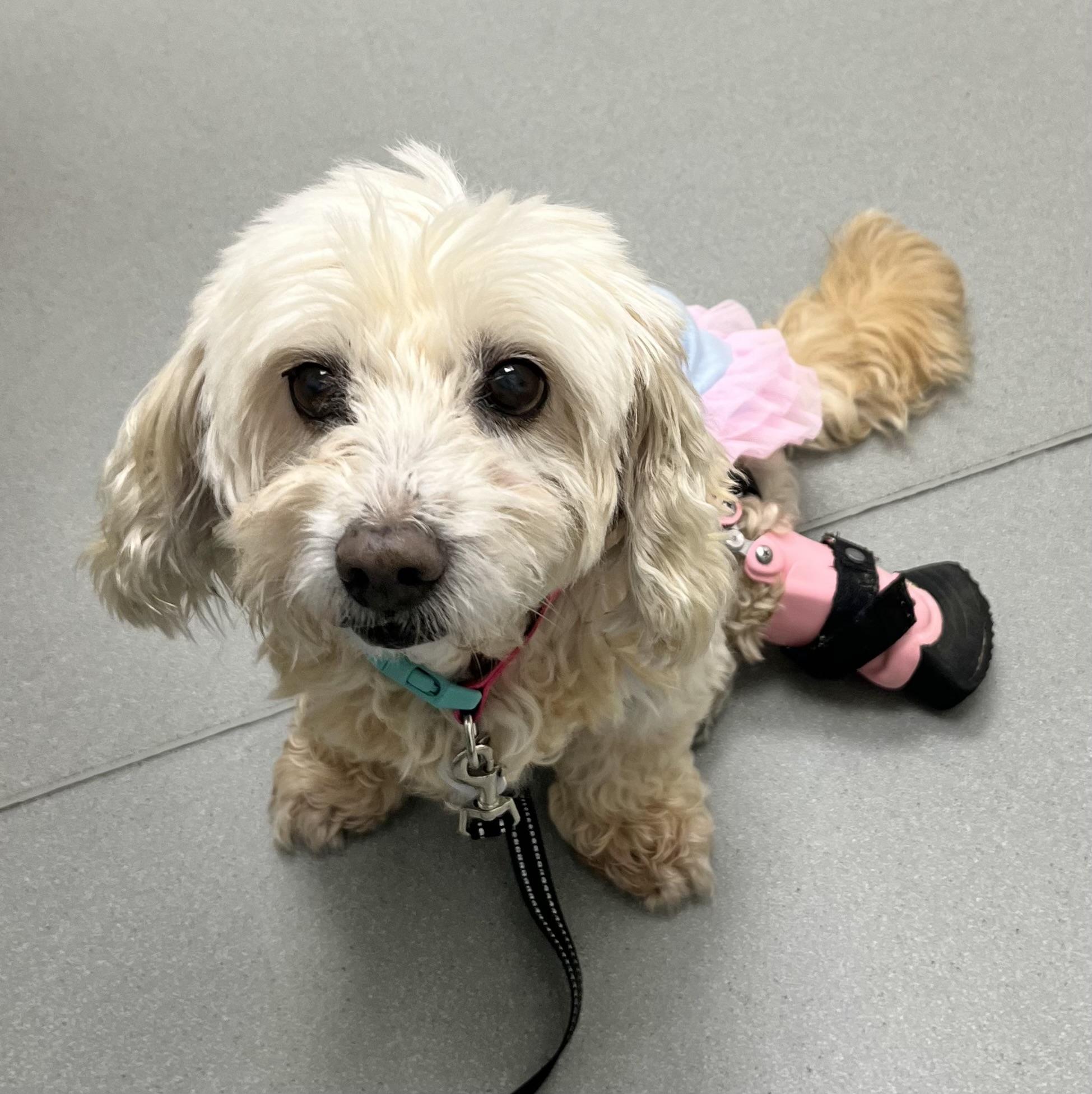 Enlarge Ruby, a ADOPTABLE mixed breed in Corona Del Mar, CA image 2/4
