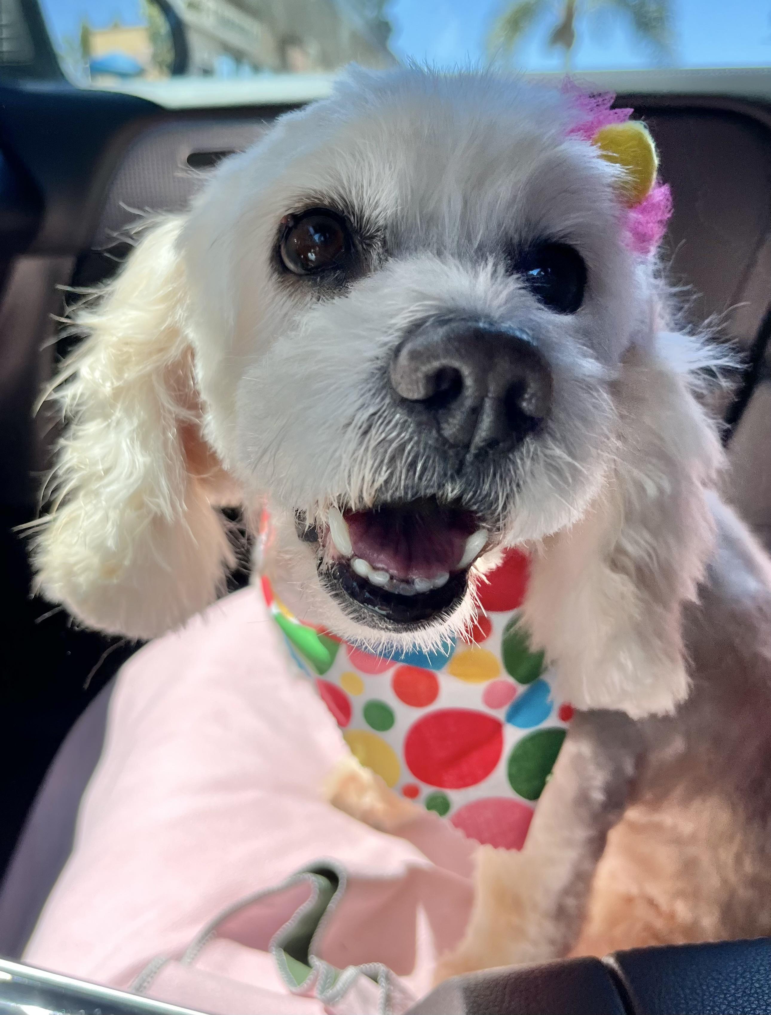 Enlarge Ruby, a ADOPTABLE mixed breed in Corona Del Mar, CA image 3/4