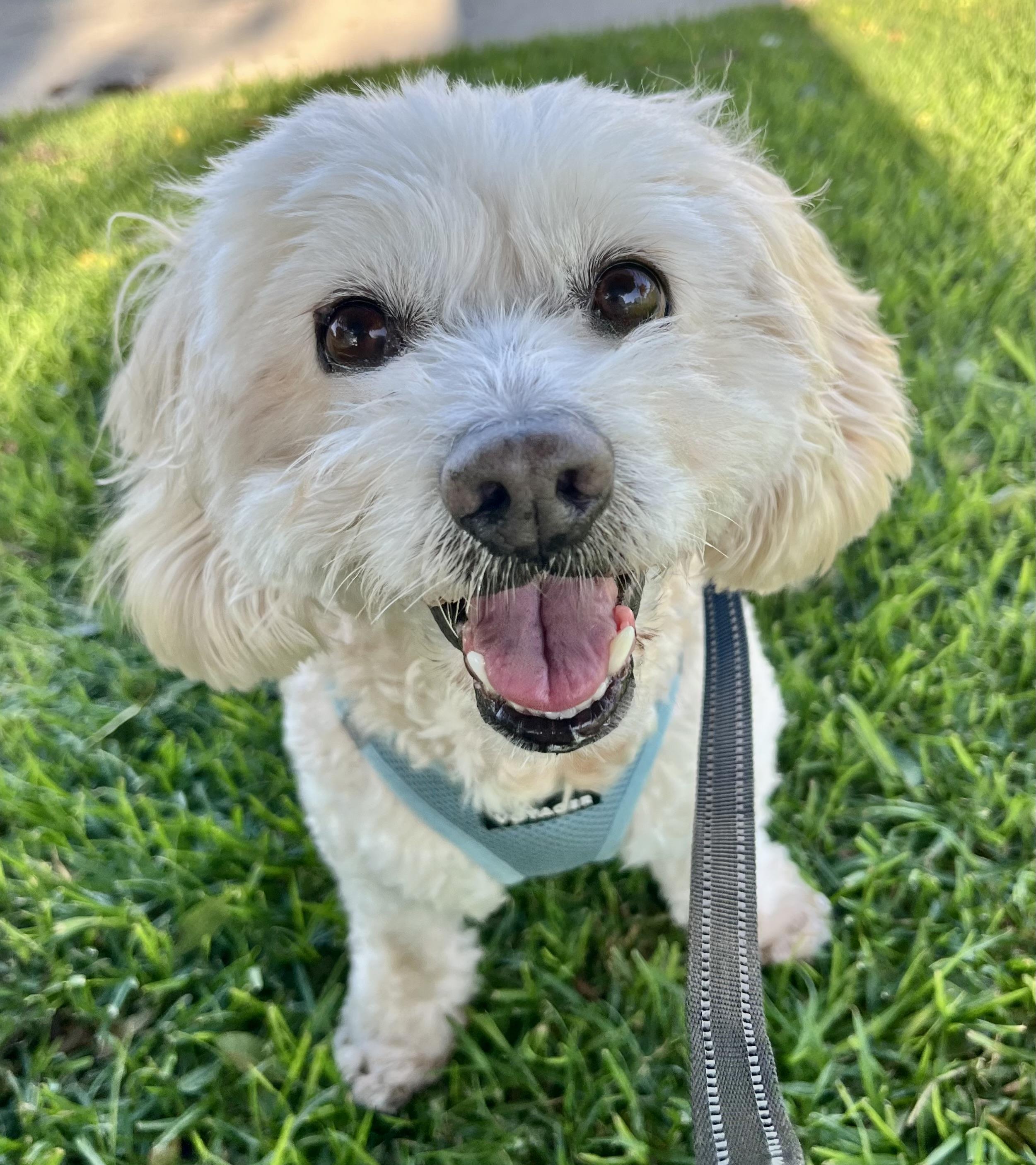 Ruby, a ADOPTABLE mixed breed in Corona Del Mar, CA image 1/5