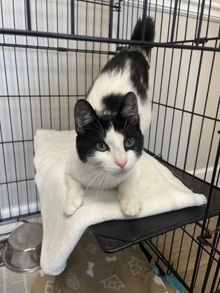 Enlarge MooMoo, a Adoptable mixed breed in Lawrenceville, GA image 1/1