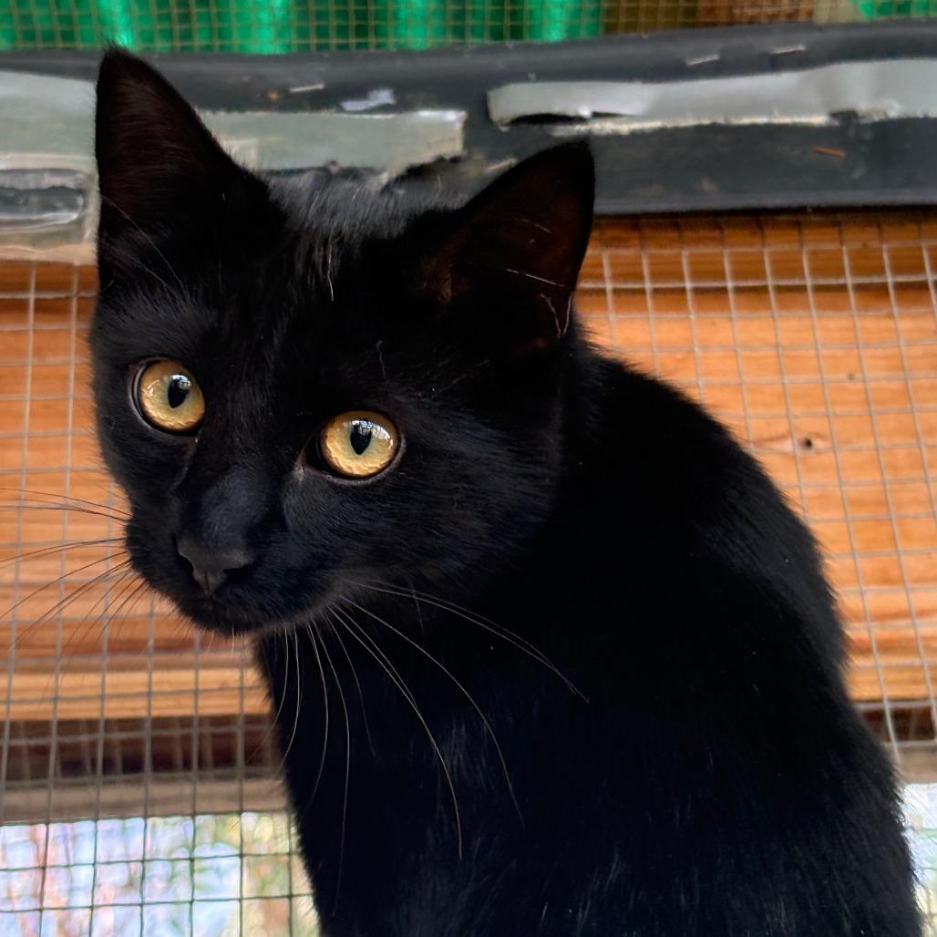 Enlarge Zuko, a Adoptable American Shorthair in Taos, NM image 1/2