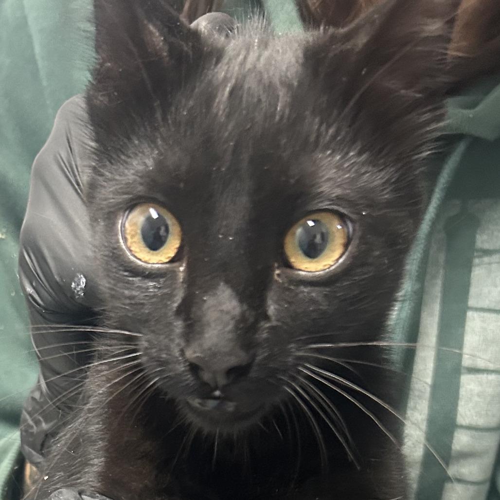 Enlarge Zuko, a Adoptable American Shorthair in Taos, NM image 2/2