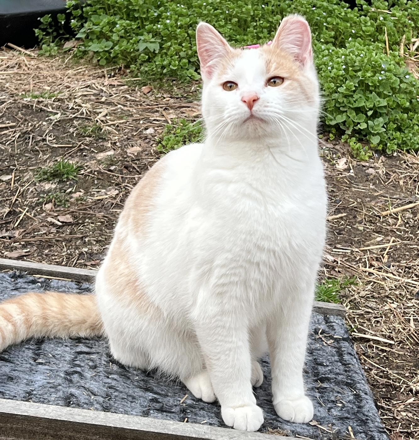 Enlarge Peanut, a ADOPTABLE Domestic Short Hair in Durham, NC image 5/5