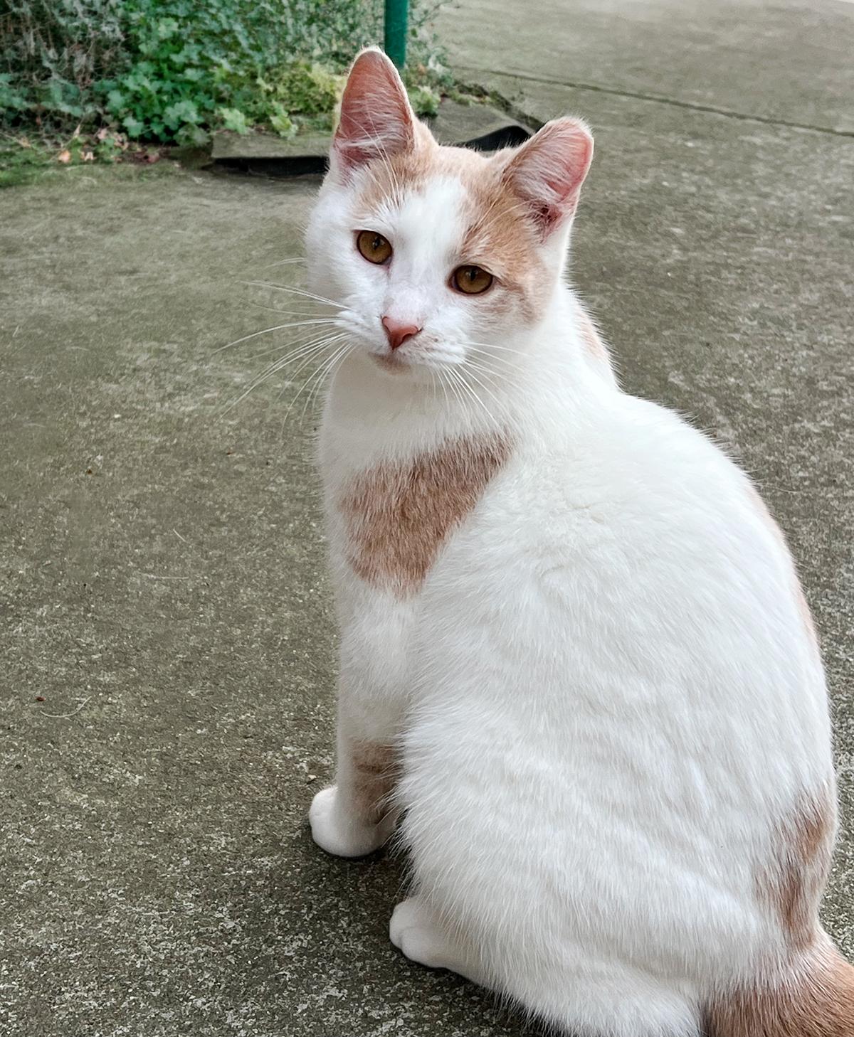 Enlarge Peanut, a ADOPTABLE Domestic Short Hair in Durham, NC image 3/5