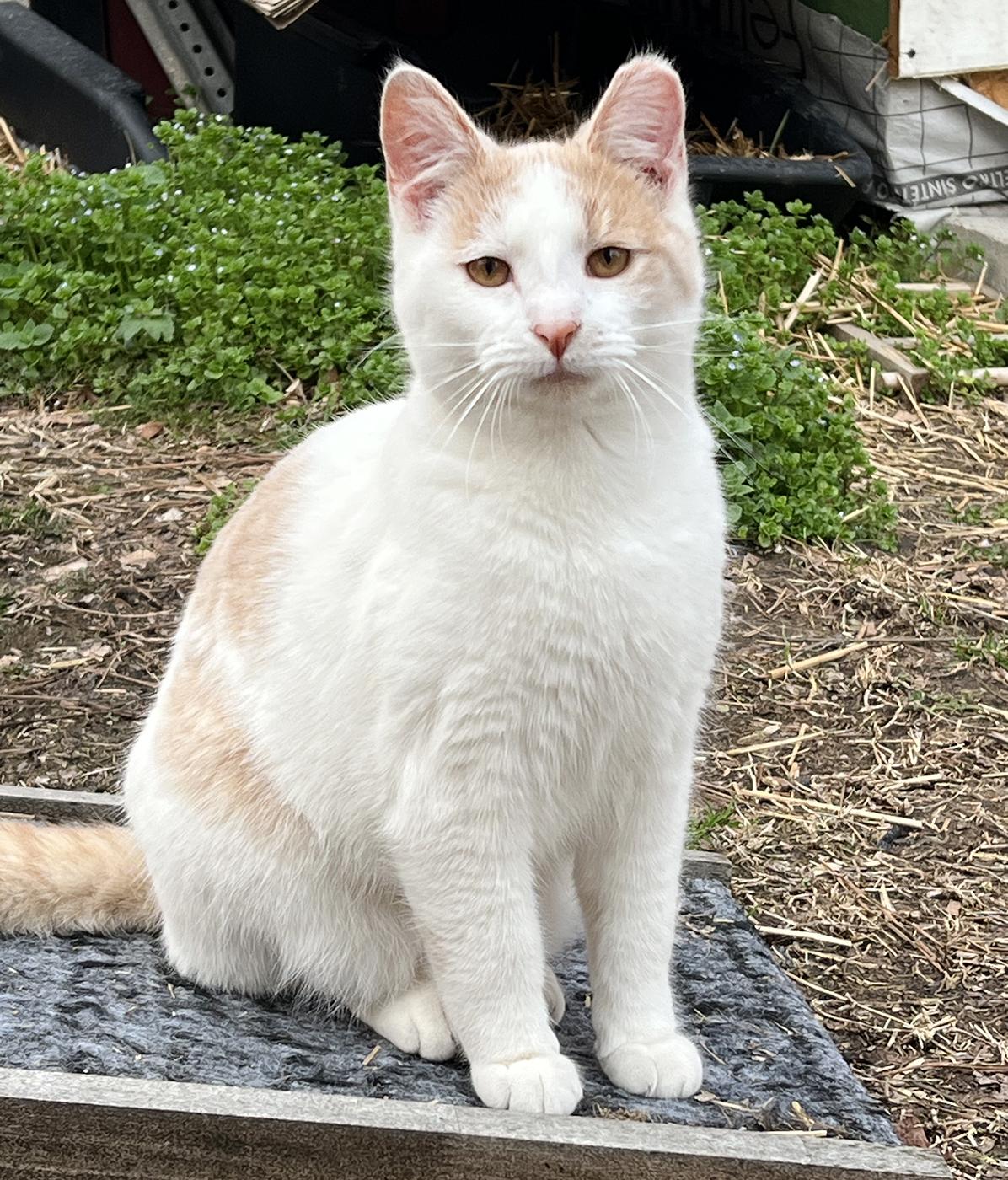 Enlarge Peanut, a ADOPTABLE Domestic Short Hair in Durham, NC image 2/5