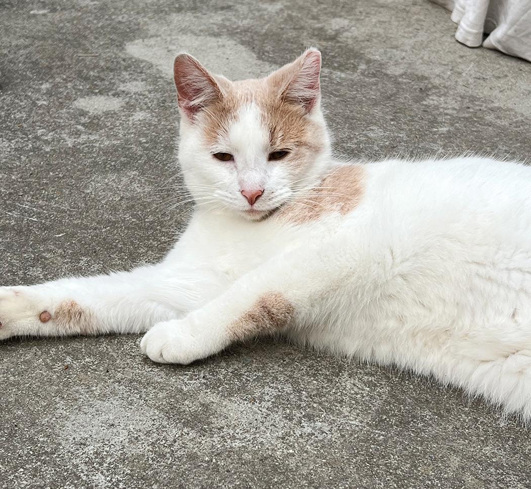 Enlarge Peanut, a ADOPTABLE Domestic Short Hair in Durham, NC image 4/5