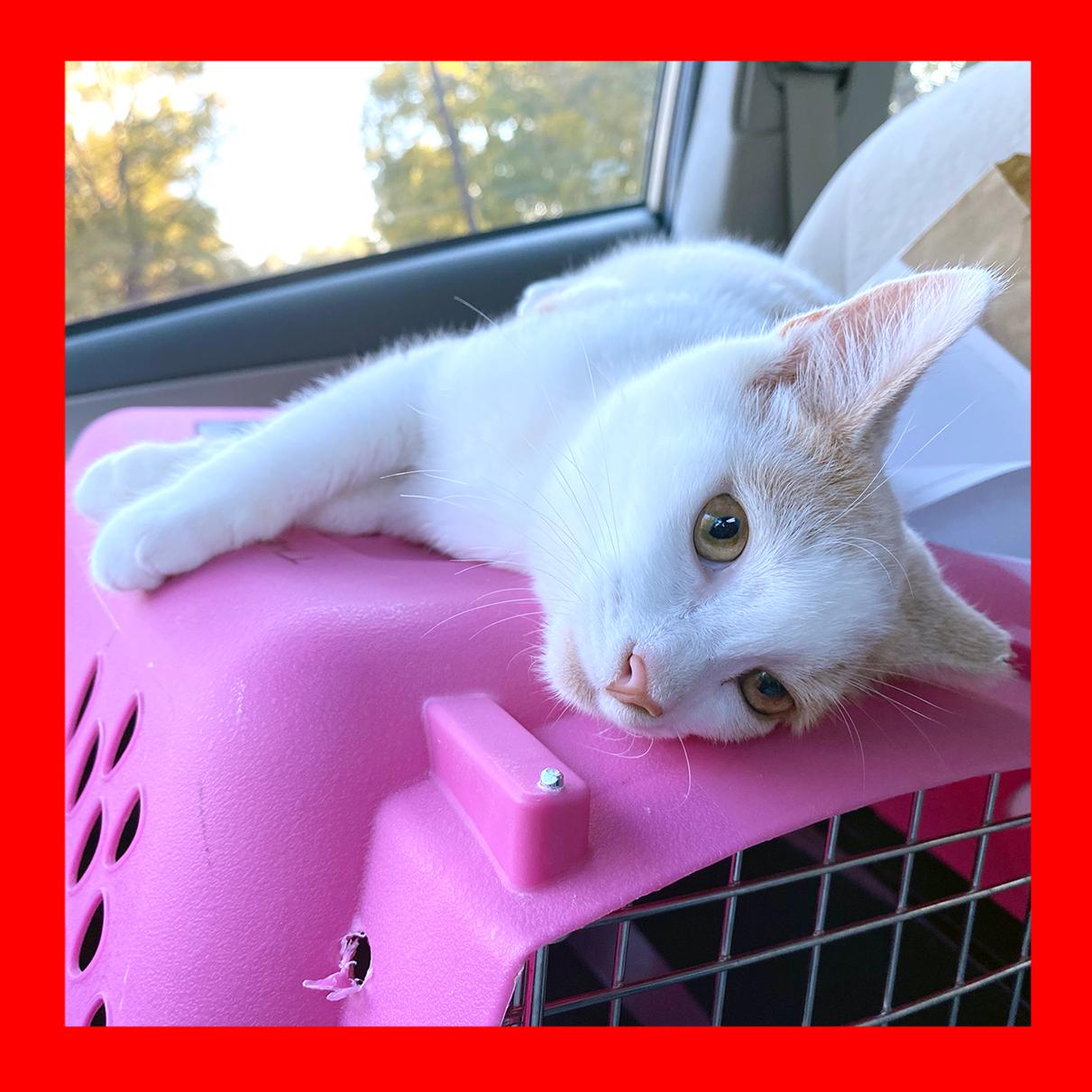 Peanut, ADOPTABLE, Kitten Female Domestic Short Hair.